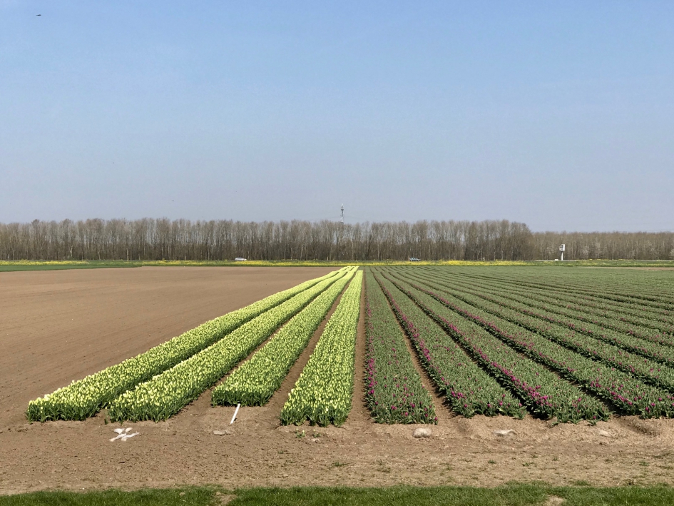 Bollenvelden ten noorden van Zeewolde - Planten - 