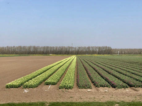 Bollenvelden ten noorden van Zeewolde
