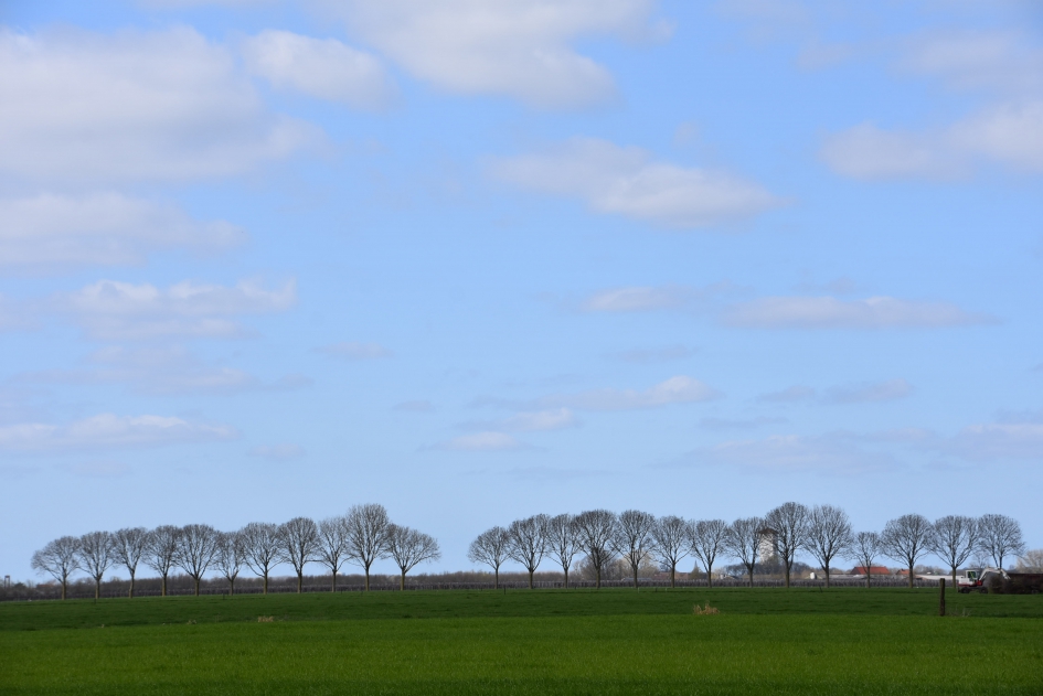 Bomenrij - Weer en landschap - 