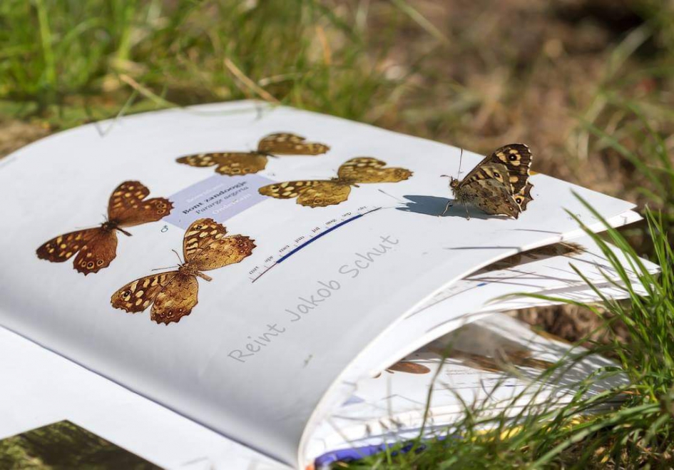 Bont zandoogje uit het boekje - Geleedpotigen - Bont zandoogje