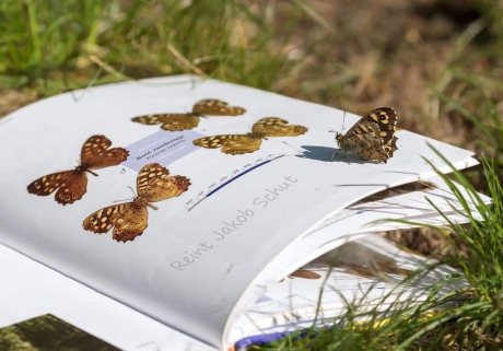 Bont zandoogje uit het boekje