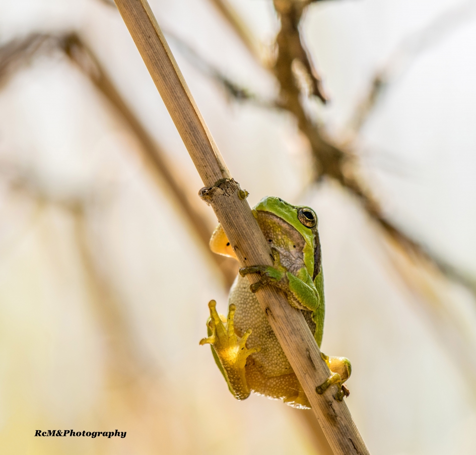 Boomkikker. - Geleedpotigen - Boomkikker.