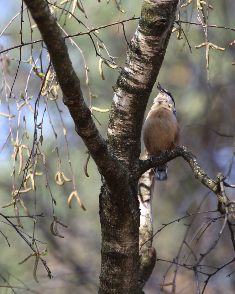 boomklever 3 van 3 - Vogels - boomklever