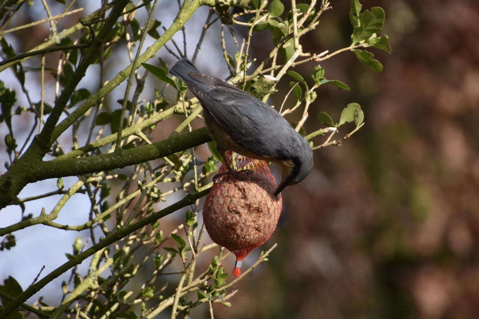 Boomklever - Vogels - 