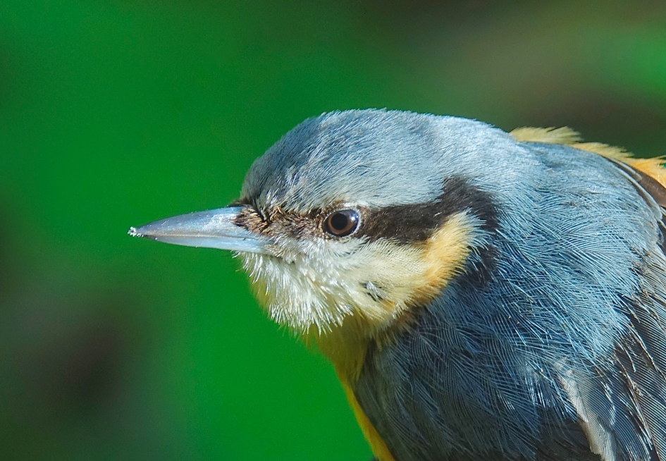 Boomklever - Vogels - Boomklever