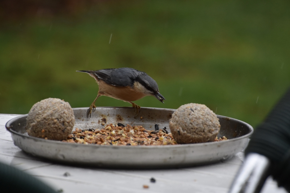 Boomklever - Vogels - 