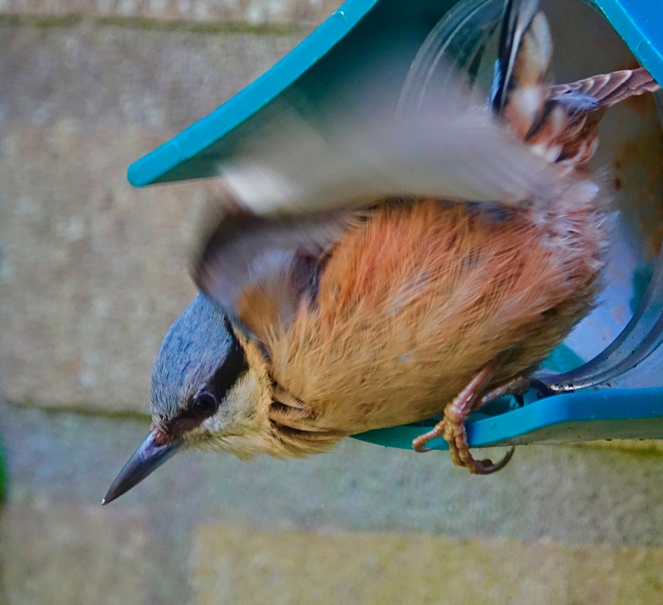 Kleverige pindakaasliefhebber - Vogels - Boomklever