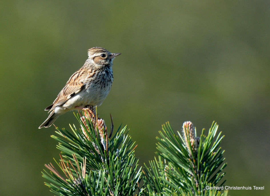 Boomleeuwerik - Vogels - Boomleeuwerik