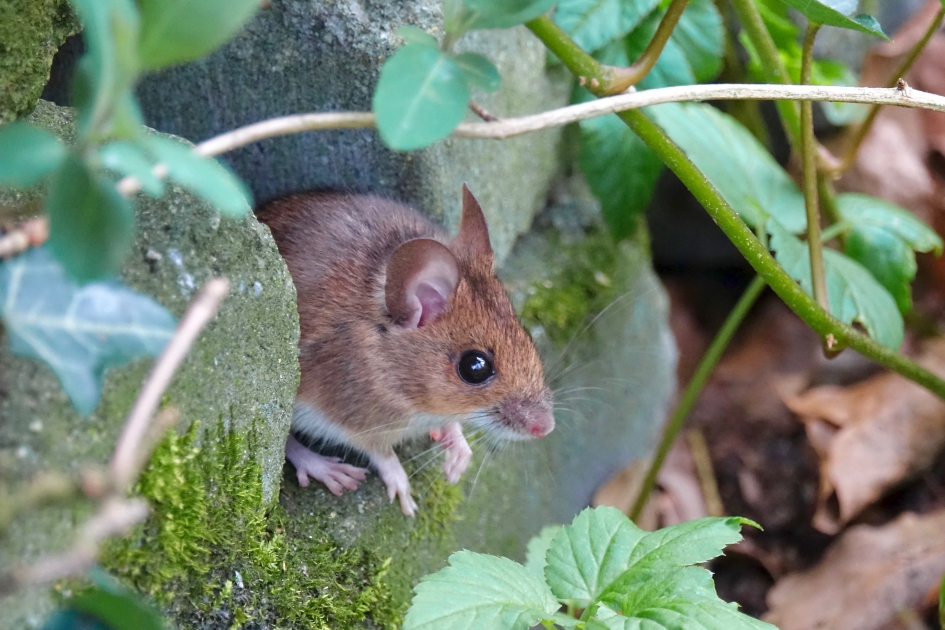 Bosmuis in de insectenmuur - Zoogdieren - Bosmuis