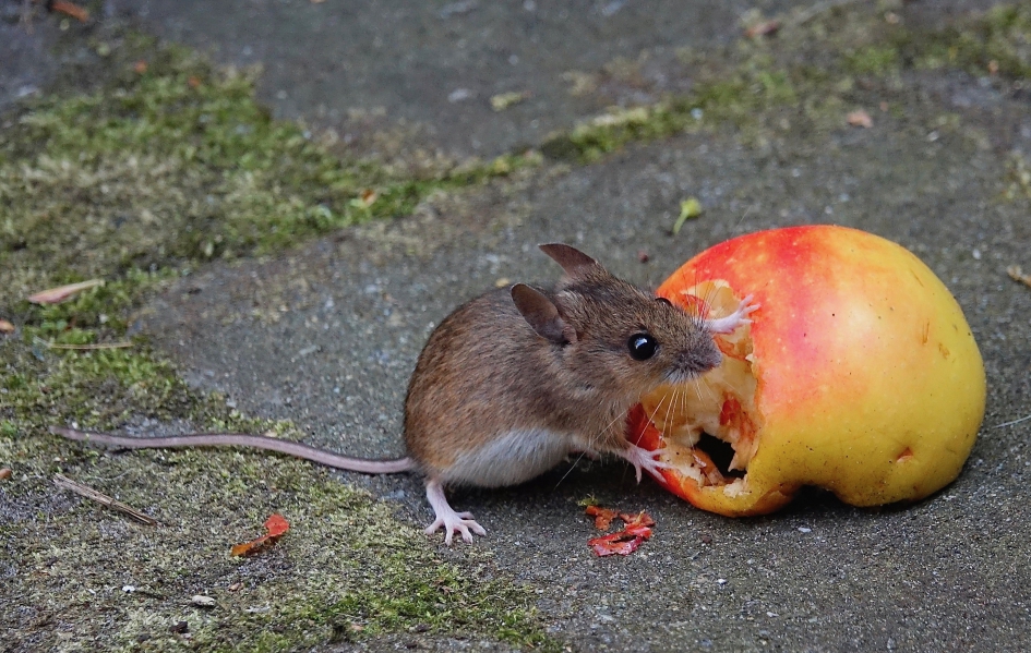 Bosmuisje geniet van een appel - Zoogdieren - Bosmuis