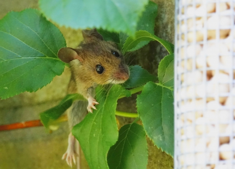Bosmuisje kan net niet bij de pinda's