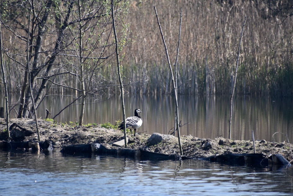 Brandgans - Vogels - 