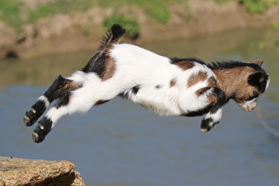 Brexit ? - Zoogdieren - 