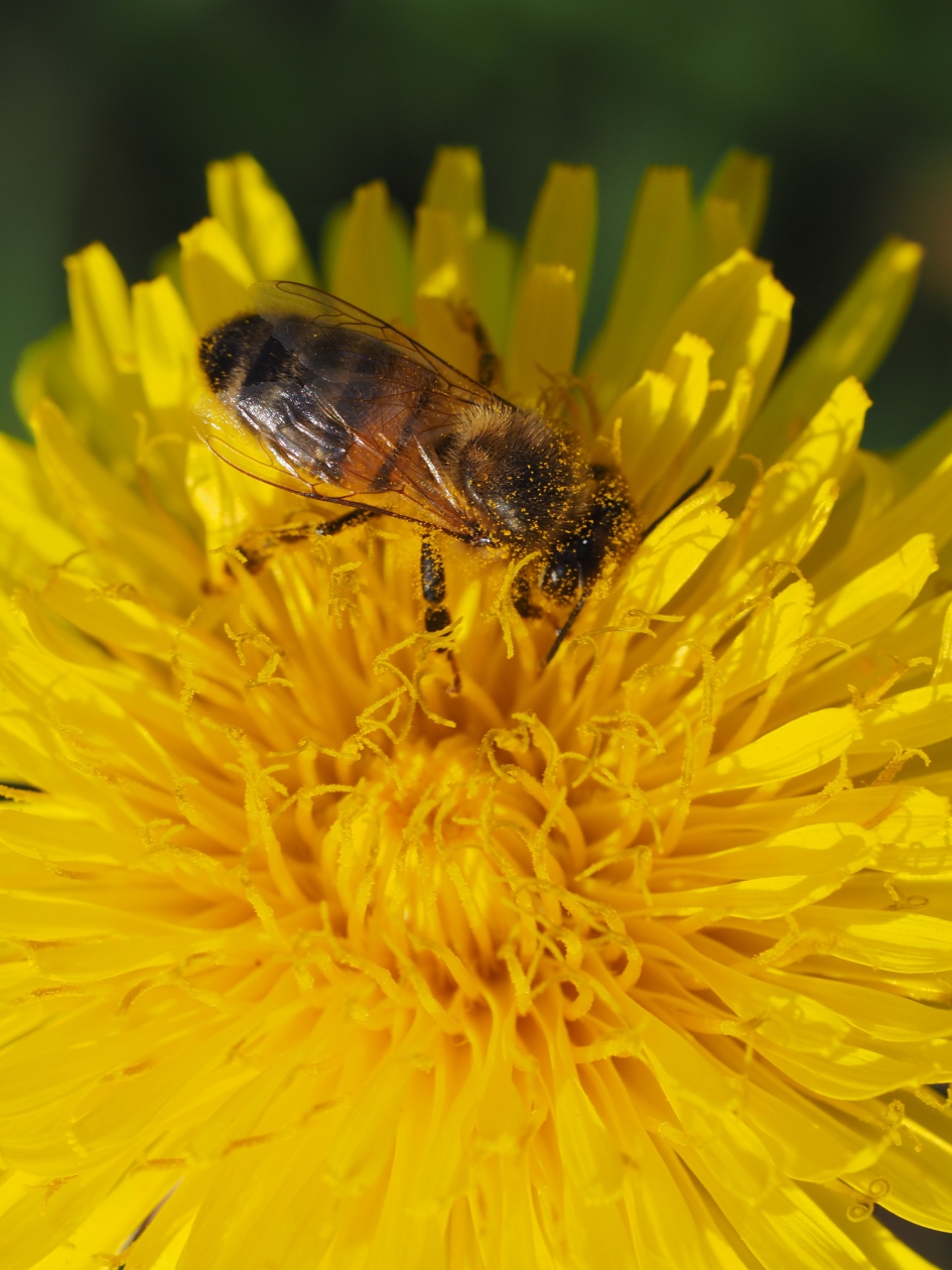 Brrrr koud - Geleedpotigen - Honingbij