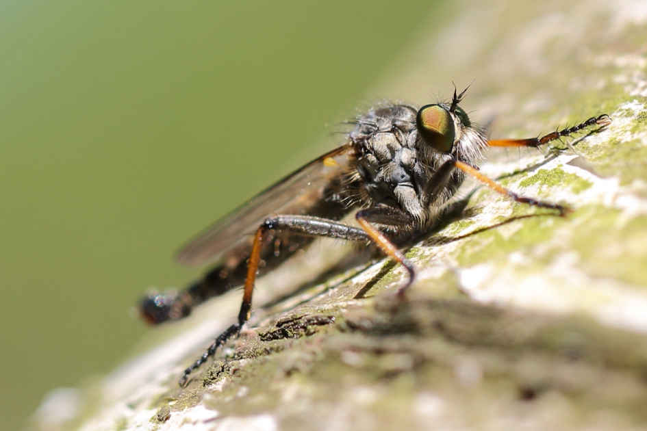 bruinvleugelroofvlieg -v- - Geleedpotigen - bruinvleugelroofvlieg