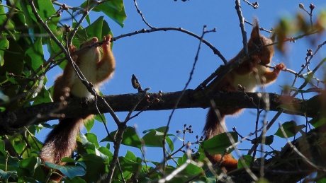 Buiten spelen op 8 meter hoogte (1)
