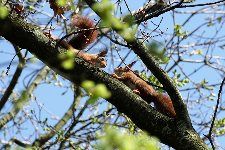 Buiten spelen op 8 meter hoogte (3) - Zoogdieren - Rode Eekhoorn