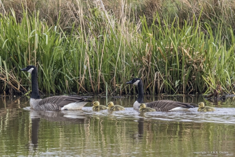 Canadese gans ( Branta canadensis)