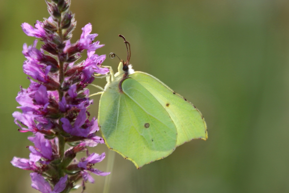 citroenvlinder - Geleedpotigen - citroenvlinder