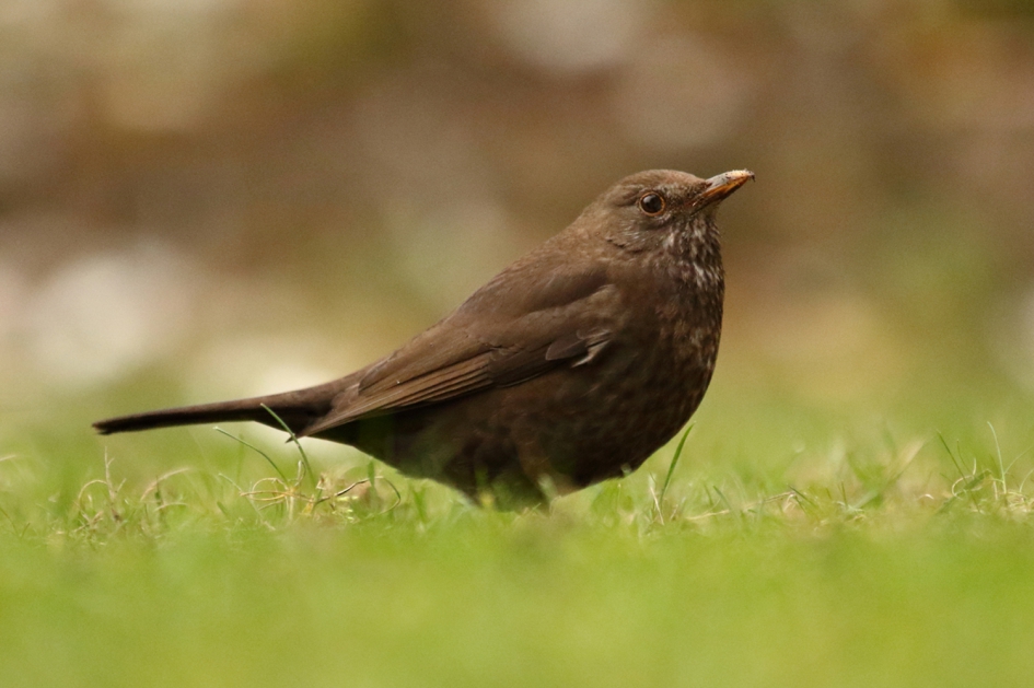 damesbezoek - Vogels - merel