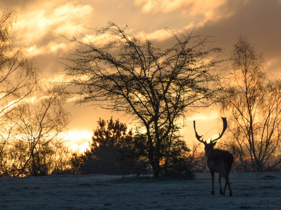 Damhert bij zonsopkomst - Zoogdieren - 