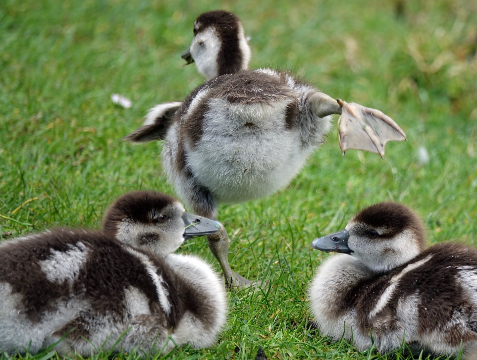 Dansje voor publiek - Vogels - Nijlgans