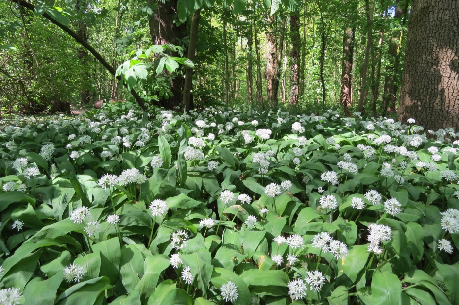 Daslook (1) - Planten - 