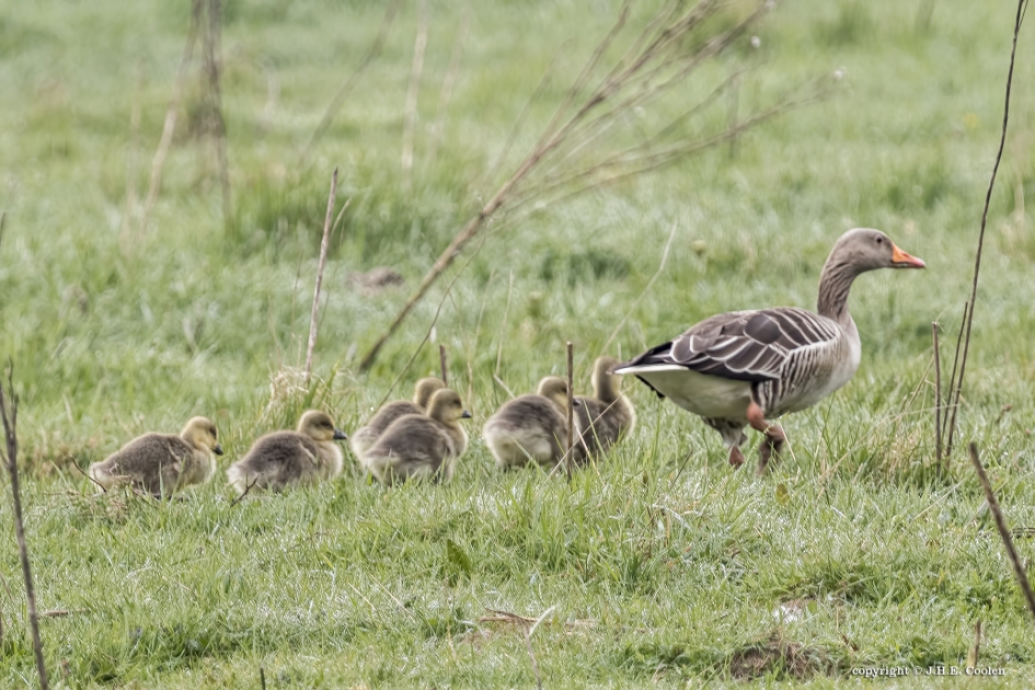 De eerste... - Vogels - Grauwe gans