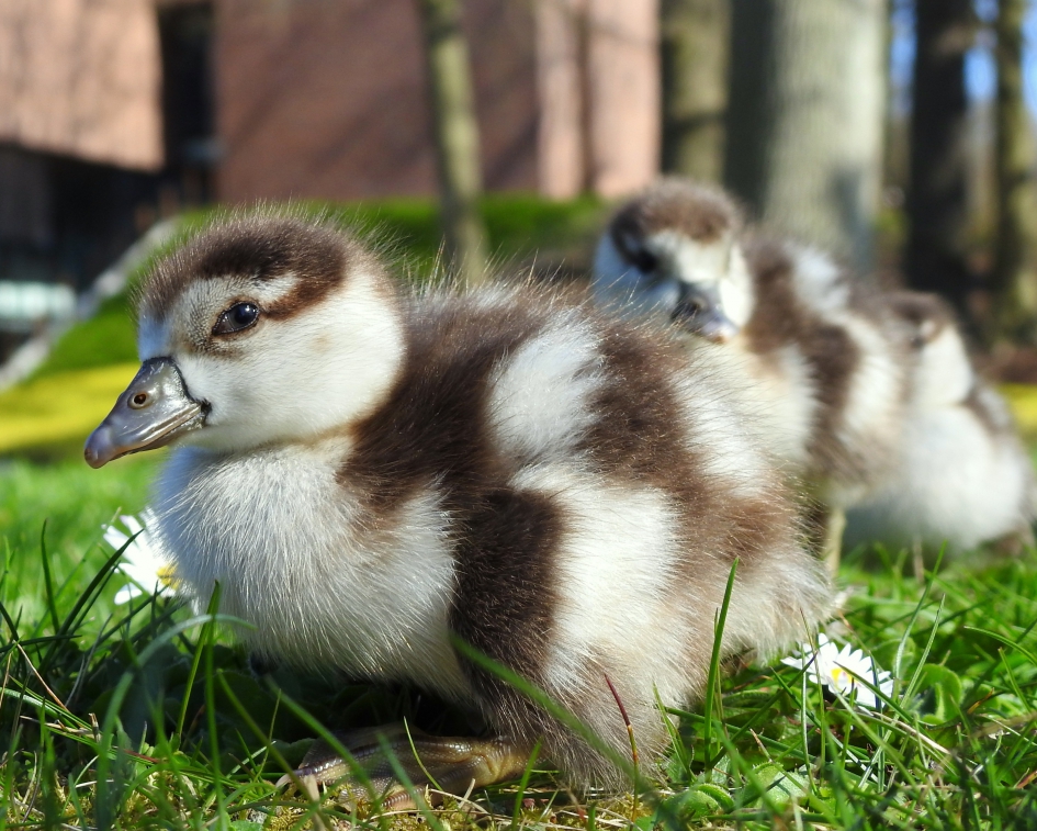de Nijlgansjes - Vogels - Nijlgans