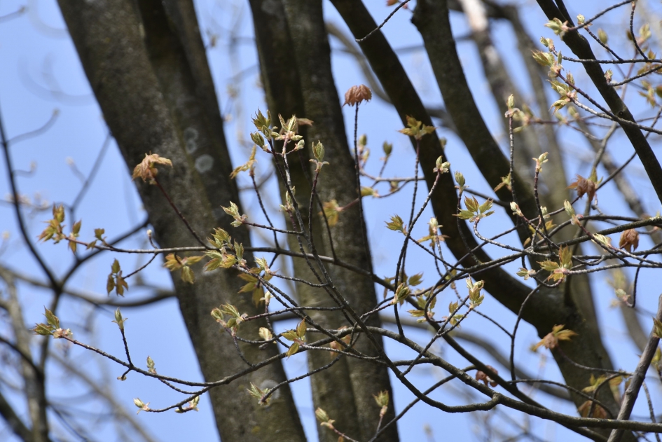 De Noorse esdoorn is pas net in knop - Planten - 