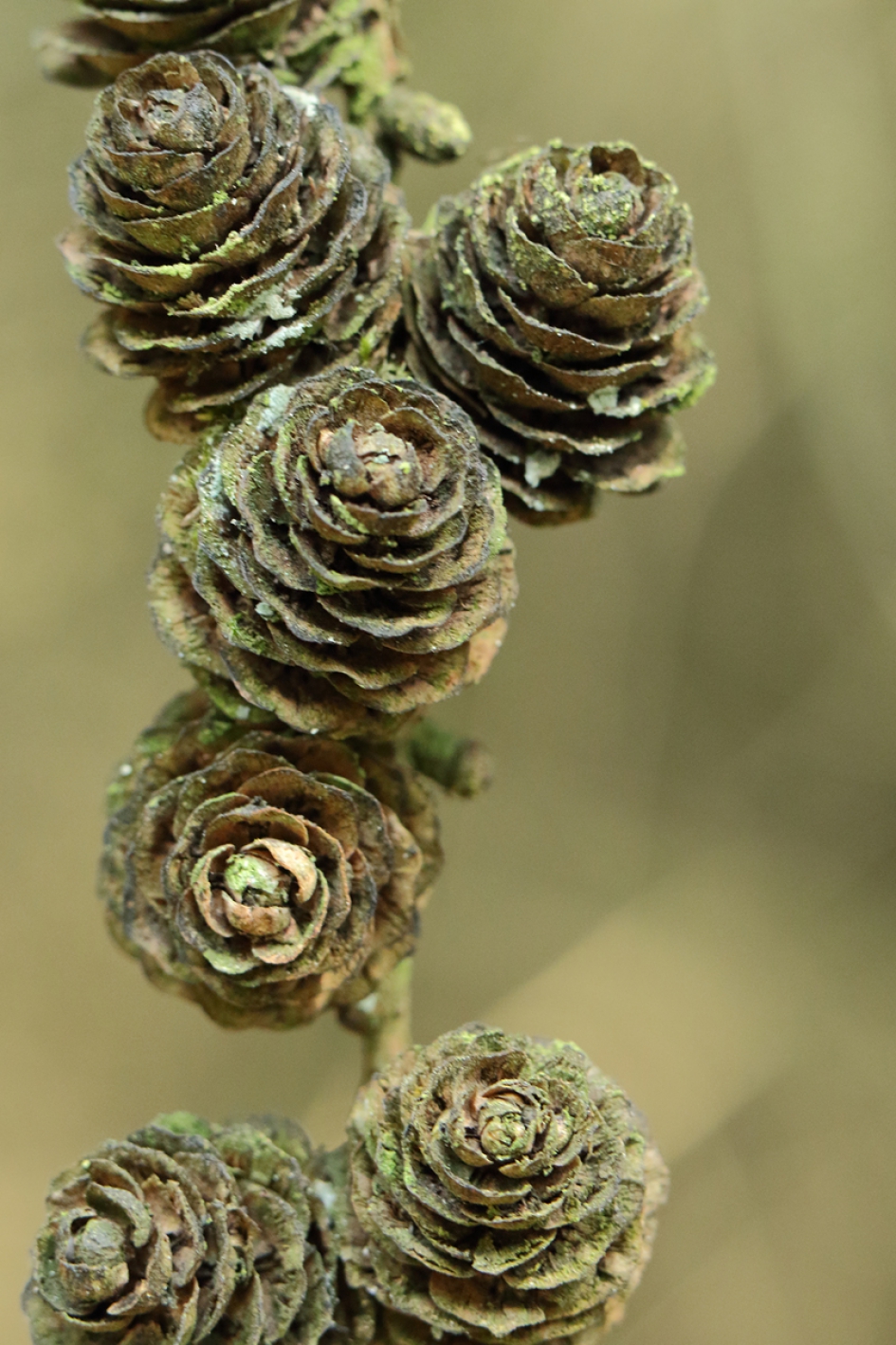 dennenappels - Planten - dennenappels