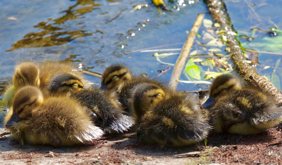 Doezelende Dotjes - Vogels - Wilde Eend