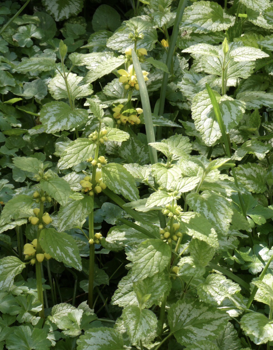 Dovenetels - Planten - 