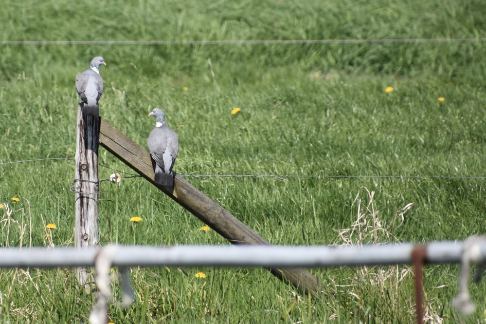 Dromende duiven - Vogels - 