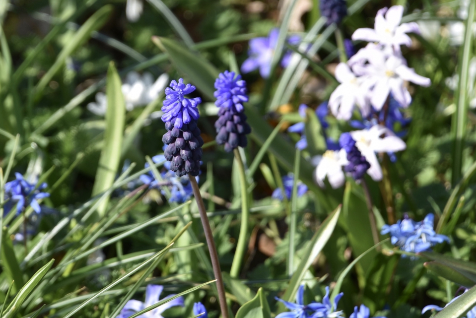 Druifjes - Planten - 