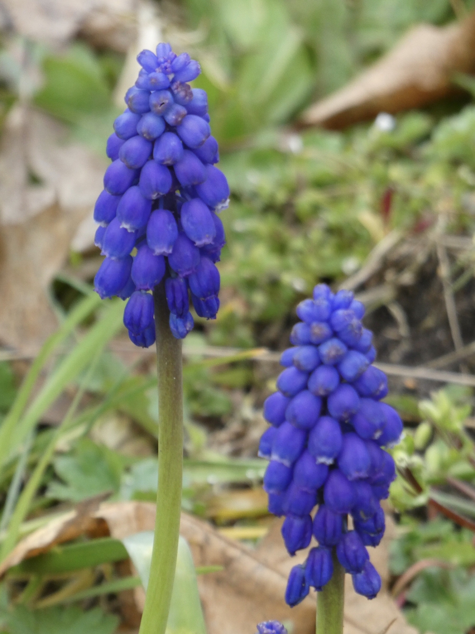 Druifjes - Planten - 