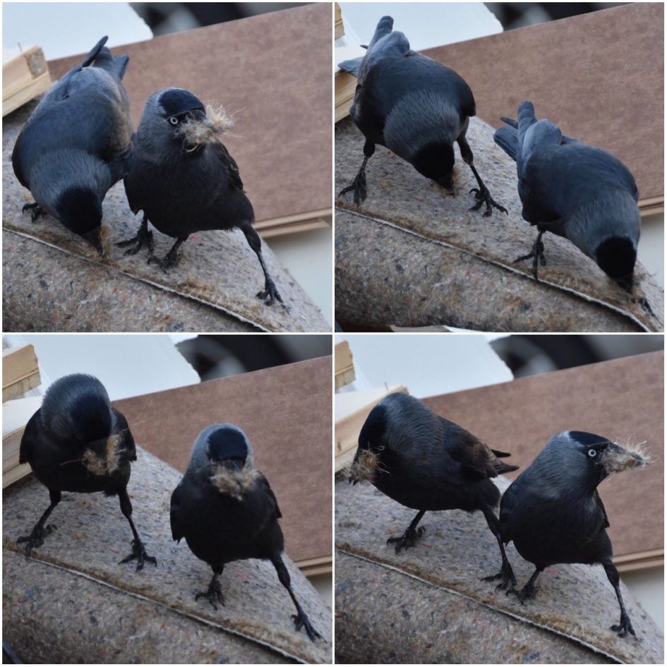 Druk, druk,... - Vogels - 