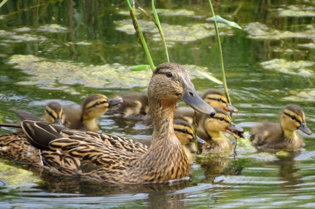 Een vrolijke familie