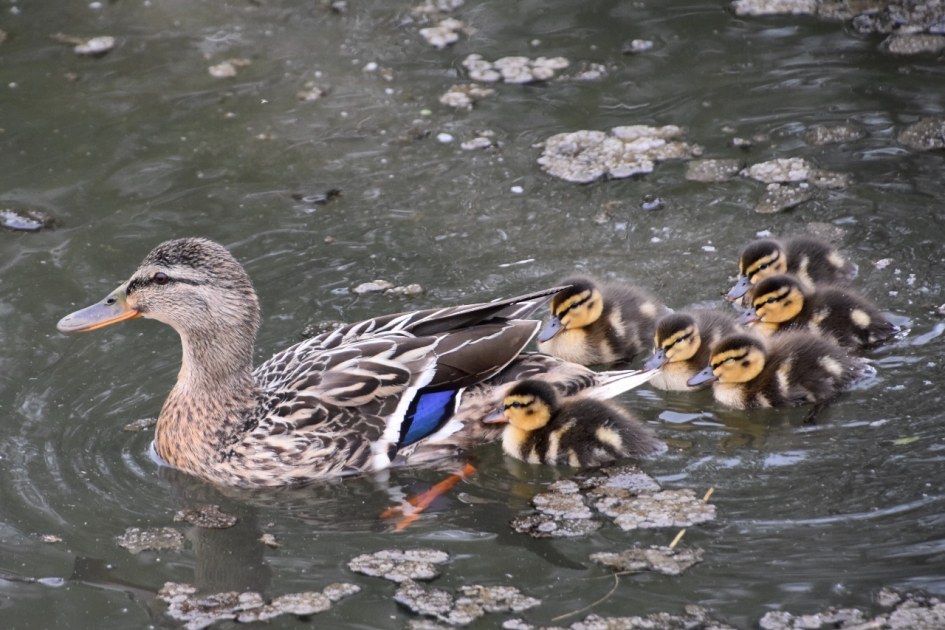 Eend met pulletjes - Vogels - 