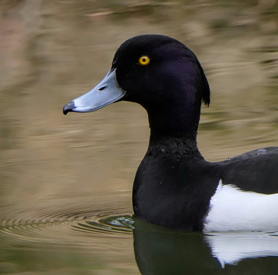Elvis. - Vogels - Kuifeend