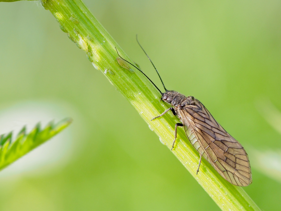Elzenvlieg - Geleedpotigen - Elzen- of slijkvlieg