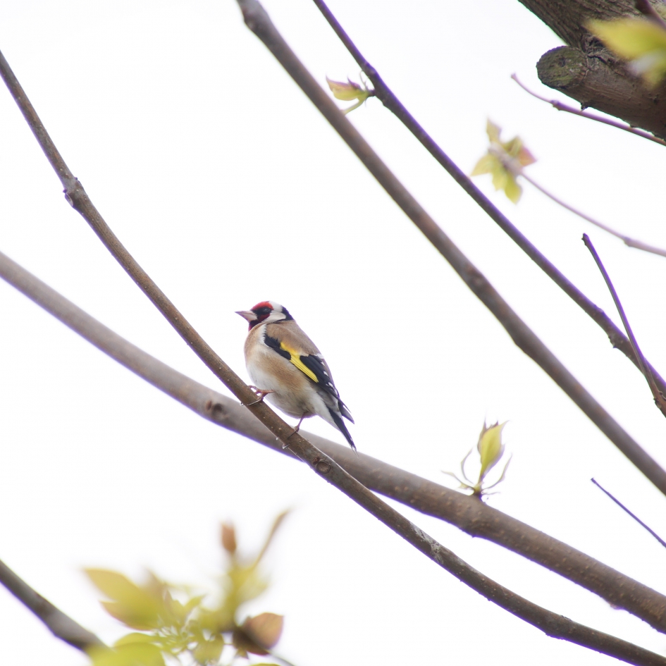 En dan zit er ineens een mooi puttertje in de tuin! - Vogels - Putter
