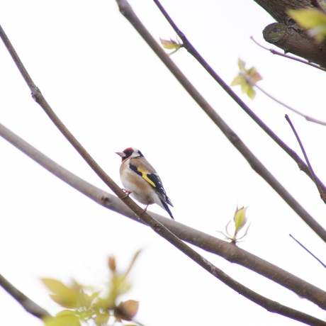En dan zit er ineens een mooi puttertje in de tuin!