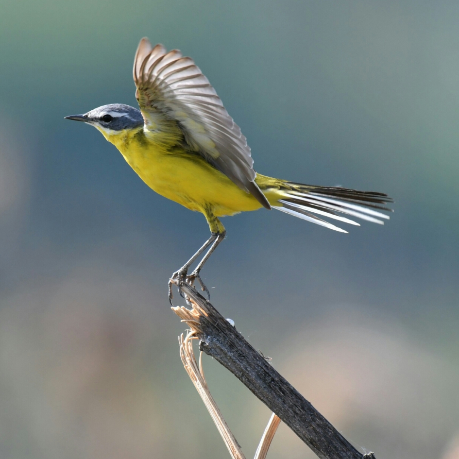 Engelse  Gele kwikstaart - Vogels - Gele kwikstaart