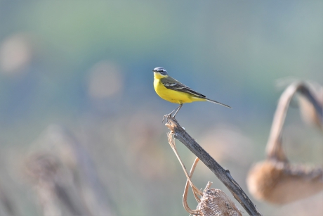 Engelse  Gele kwikstaart