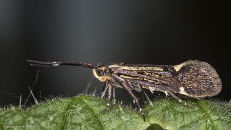 Esperiamot (Esperia sulphurella)