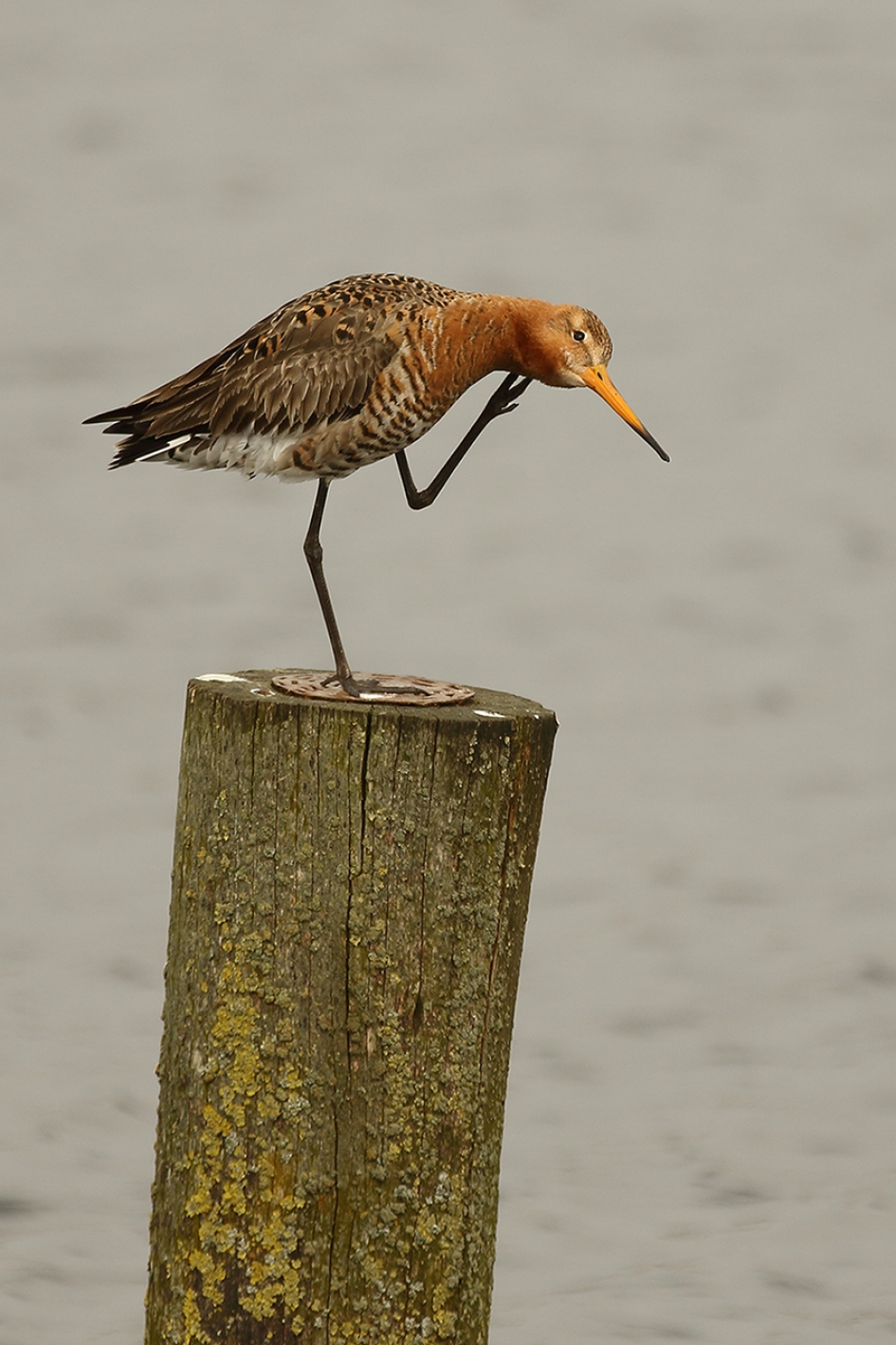 even denken..... - Vogels - grutto