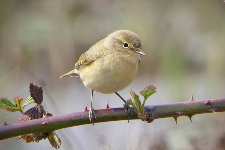 Even poseren. - Vogels - Tjiftjaf