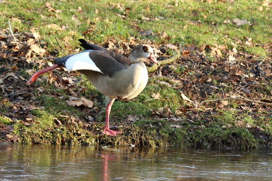 even strekken - Vogels - nijlgans