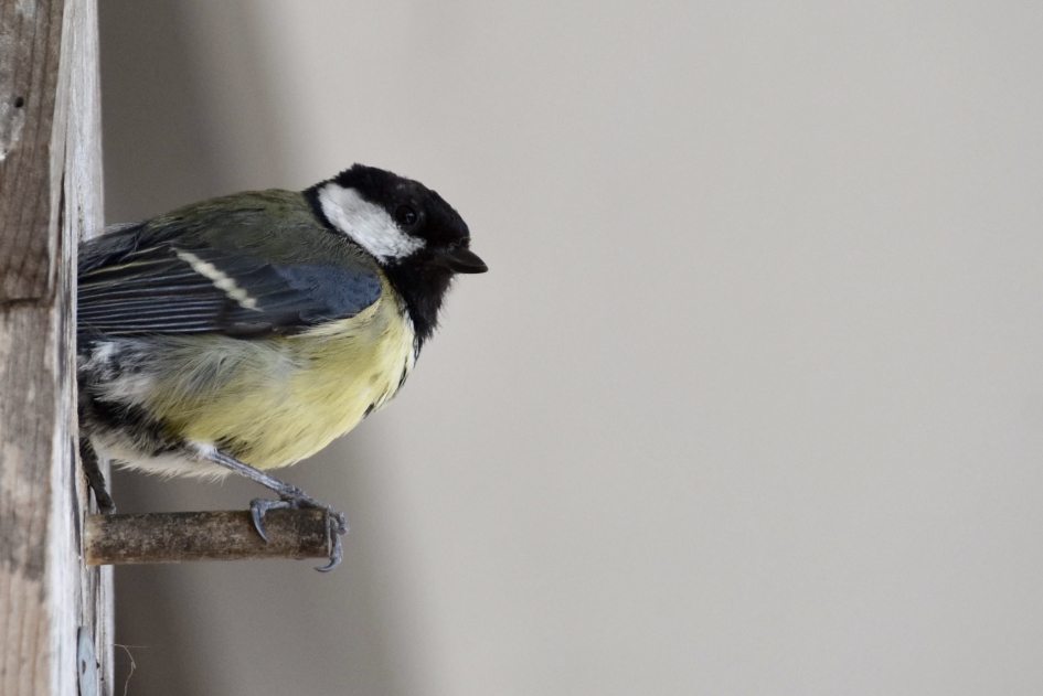 Even uitrusten - Vogels - 